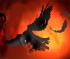 Wrona w piekle (Crow in Hell Affliction)